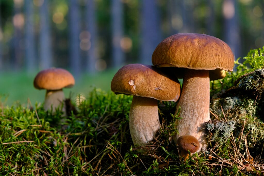 champignons cèpe en forêt en automne