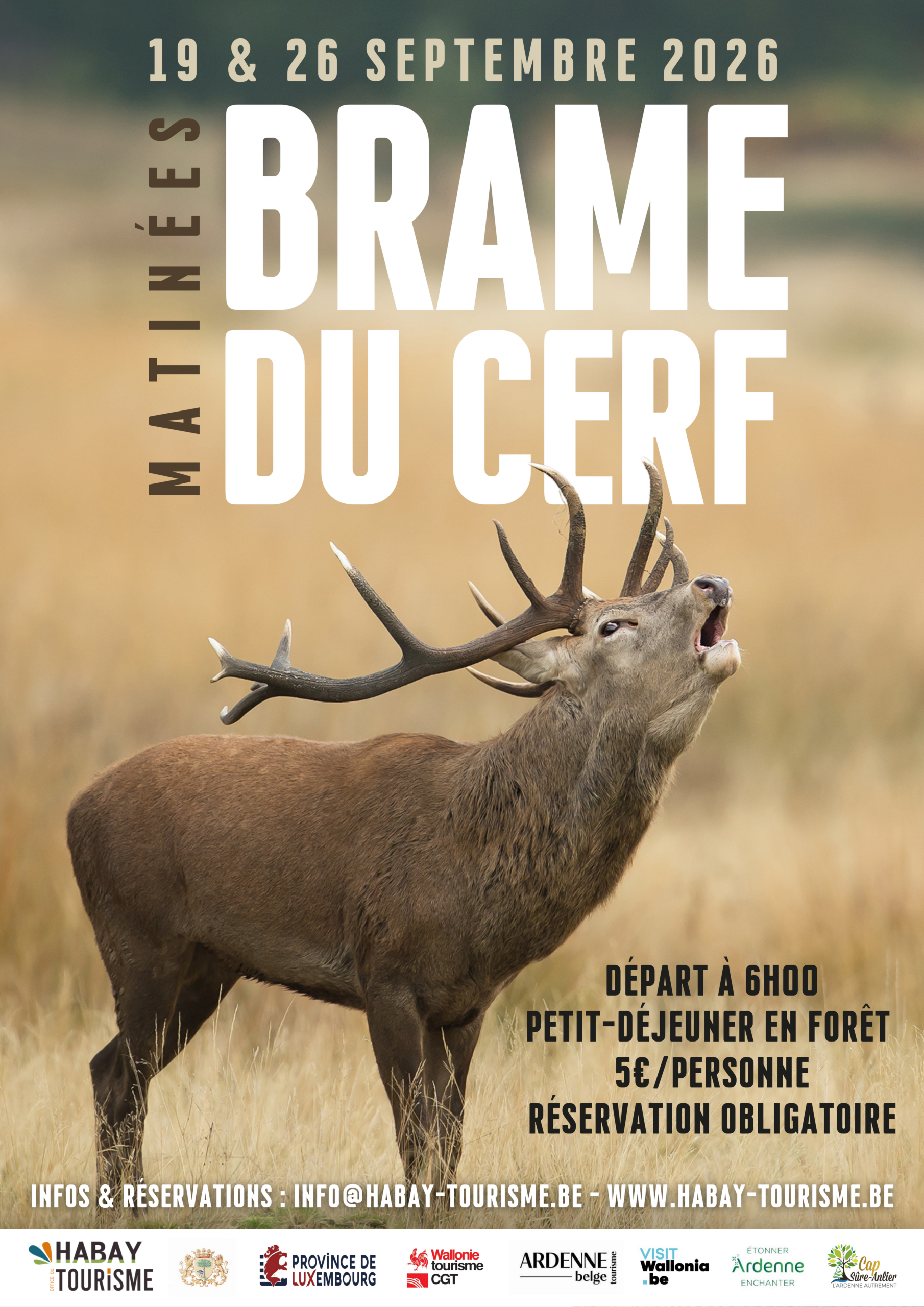 Brame du cerf en Ardenne et Gaume