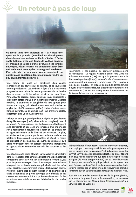 article du parc naturel haute sure forêt d'anlier sur le retour du loup enforêt d'Anlier